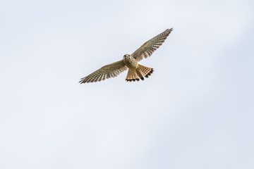 Turmfalke (Falco tinnunculus)