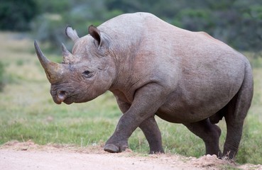 Naklejka premium Handsome Black Rhino