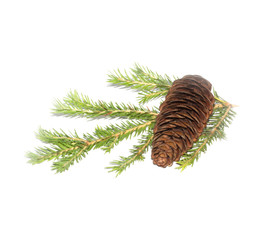 Fir branches with cones