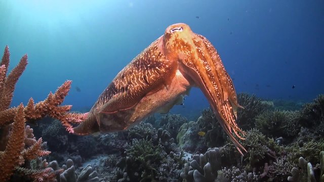 Cuttlefish on a coral reef