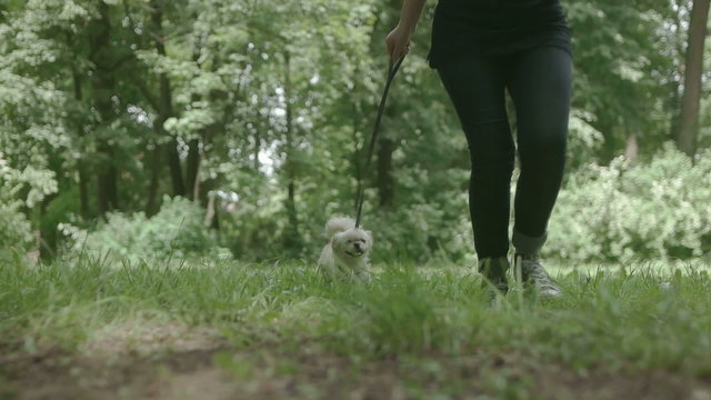 Slow motion of a Little pekinese enjoying the nature with owner