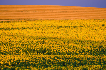 Naklejka premium Large field of blooming yellow sunflowers.