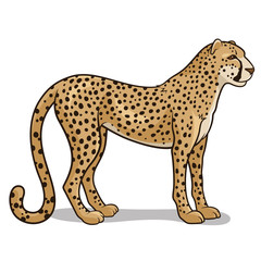 Cheetah 001