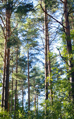 Fototapeta premium Pine forest at summer.