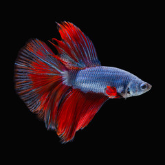 red fighting fish