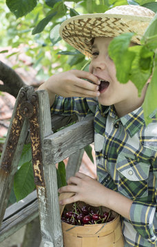 Boy harvesting Morello Cherries