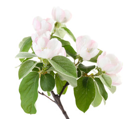 Apple tree branch with blossoms, isolated on white