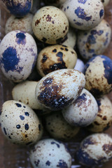 Quail eggs