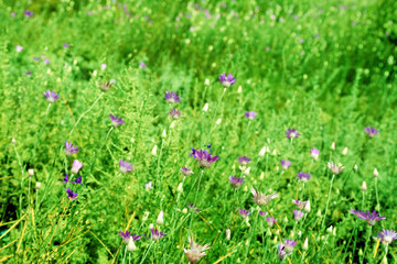 Beautiful green field with small flowers outdoors