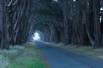 Road covered by a canopy of trees.