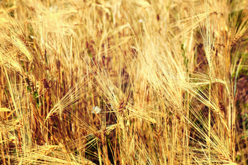 Beautiful summer field