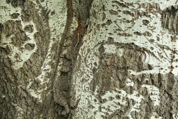 Tree bark texture background