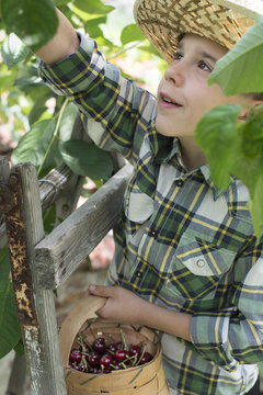 Boy harvesting Morello Cherries
