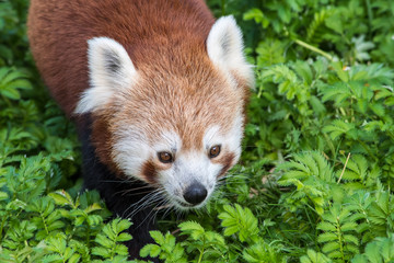 Red Panda close up of face