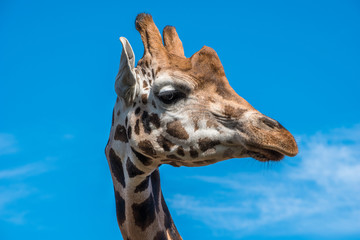 Close up photo of a Rothschild Giraffe head