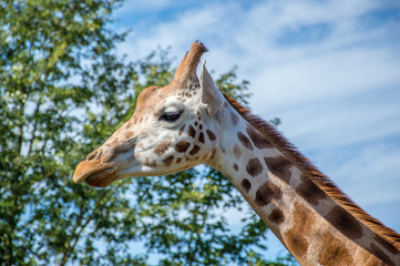Close up photo of a Rothschild Giraffe head