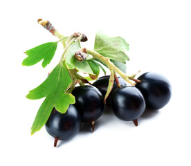 Wild black currant with green leaves isolated on white