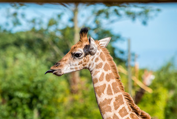 Fototapeta premium Close up photo of a Rothschild Giraffe head