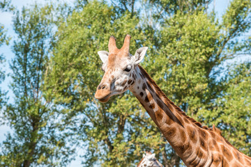 Close up photo of a Rothschild Giraffe head