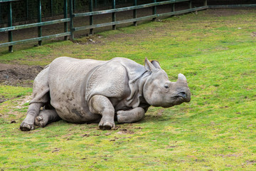 Fototapeta premium Greater One-horned Rhino