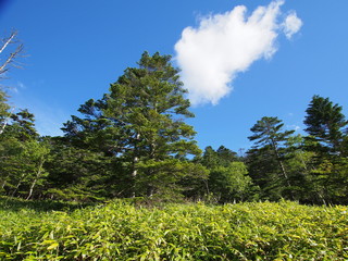 麦草峠付近の森と青空