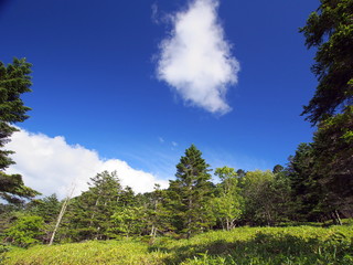 麦草峠付近の森と青空