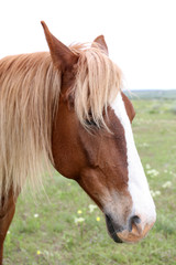 Naklejka na ściany i meble Beautiful brown horse grazing on meadow