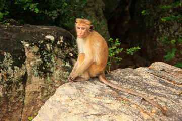 Toque macaque sitting on a rock at Cave Temple in Dambulla, Sri