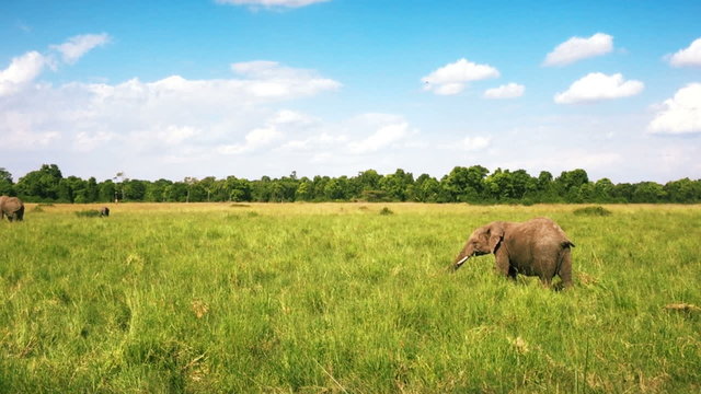 Wild Elephant walking in savanna. Safari. Africa. Kenya. Travel tourism adventure in wild nature.