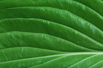 Fresh green leaf, close up