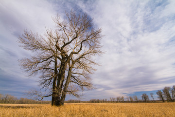 Landscape of a bare tree in Autumn in Fish Creek Provincial Park.