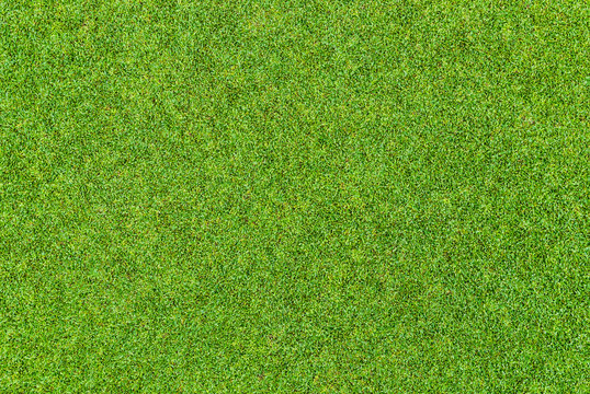 Beautiful green grass pattern from golf course