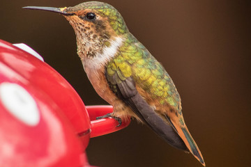 Female scintillant hummingbird at a feeder