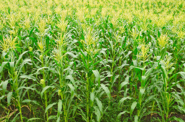 Obraz premium corn field