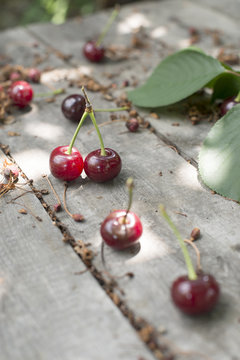 Morello Cherries in a basket on a wooden table