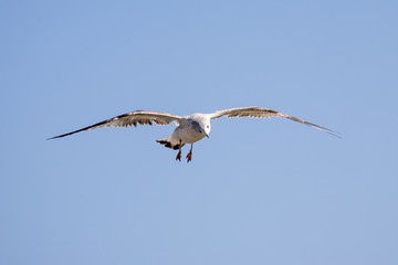 Seagull in flight in the sky