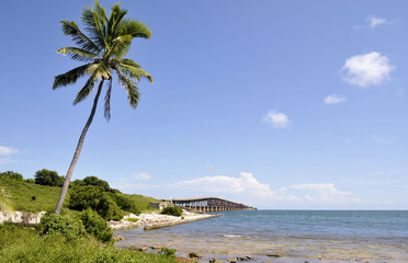 Fototapeta na wymiar Bahia Honda Palm / View from the Florida Keys
