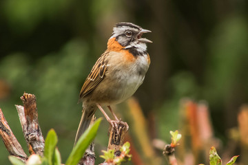 Rufous-collared sparrow calling from a branch