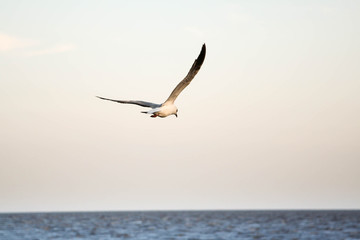 Fototapeta na wymiar Seagulls flying in the sky over the sea