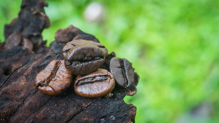 Fresh coffee beans on wood background