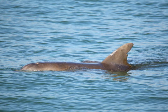 Common bottlenose dolphin showing dorsal fin