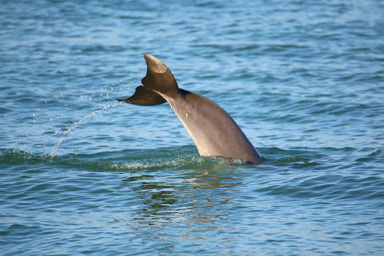 Tail of diving Common bottlenose dolphin
