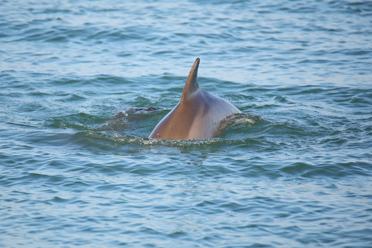 Common bottlenose dolphin showing dorsal fin