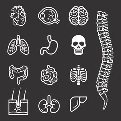Human internal organs detailed icons set. 