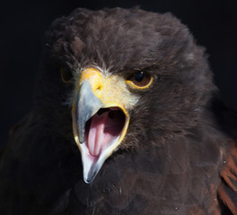 Harris Hawk