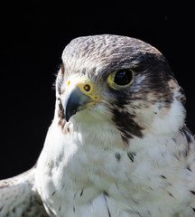 perigrine falcon