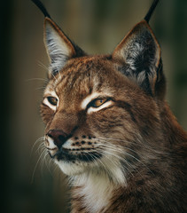 Fototapeta premium Siberian lynx