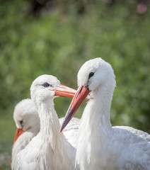 white stork