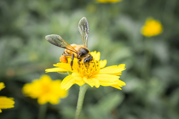 One bee on flower