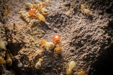 Worker and nasute termites